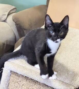 Rocky -  Domestic Short Hair Cat for Adoption in Hillsboro, Oregon - Rocky | PetCurious