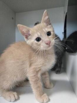 Tyrannosaurus -  Domestic Short Hair Cat for Adoption in Savannah, Georgia - Tyrannosaurus | PetCurious