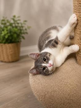 Akira -  Tabby Cat for Adoption in Andover, Minnesota - Akira | PetCurious