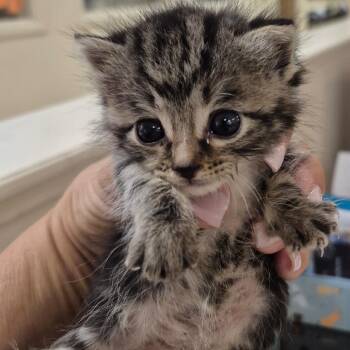 Domestic Short Hair Cats Available for Adoption in Lake Panasoffkee, Florida - SCFL-Stray-66143 | PetCurious