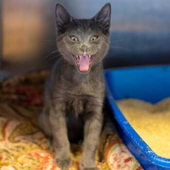 Grover Bonded Percy -  Domestic Short Hair Cat for Adoption in Wilmington, Delaware - Grover Bonded Percy | PetCurious