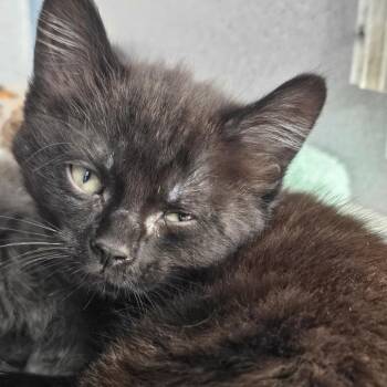 Domestic Short Hair Cats Available for Adoption in Evansville, Indiana - Mojito | PetCurious