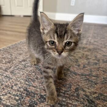 Sprite -  Domestic Short Hair Cat for Adoption in San Diego, California - Sprite | PetCurious