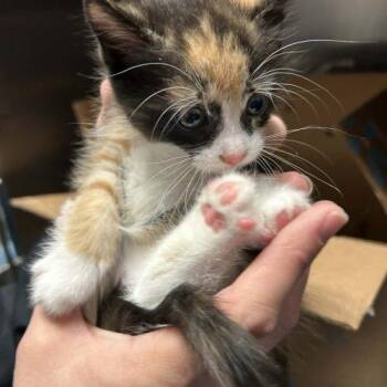 Sunflower -  Domestic Short Hair Cat Available for Adoption in Burlington, Iowa - Sunflower | PetCurious