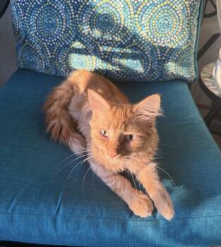 Sammie -  Domestic Medium Hair Cat for Adoption in Lincoln, Nebraska - Sammie | PetCurious
