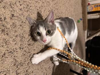 Rescue Domestic Short Hair Cats for Adoption in Lexington, Kentucky - KItty | PetCurious