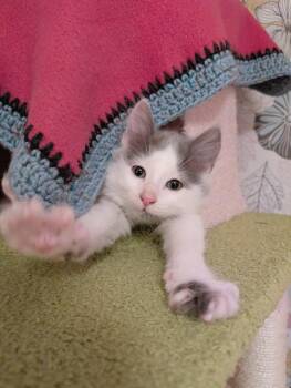 Domestic Long Hair Cats Available for Adoption - Sunny D | PetCurious