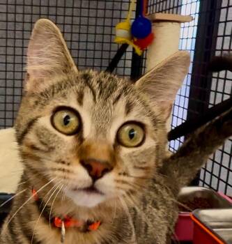 Domestic Short Hair Cats Available for Adoption in Portland, Oregon - Cornbread | PetCurious