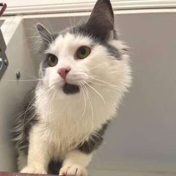 Domestic Long Hair Cats Available for Adoption in Cheyenne, Wyoming - Marble | PetCurious