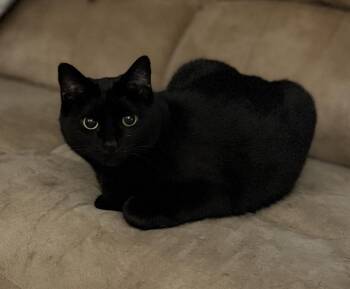 Domestic Short Hair Cats Available for Adoption in Corydon, Indiana - Mama Kitty | PetCurious