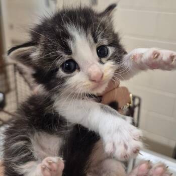 Clementine -  Domestic Short Hair Cat for Adoption in Lake Panasoffkee, Florida - Clementine | PetCurious