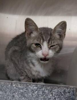 Davina -  Domestic Short Hair Cat for Adoption in Henderson, North Carolina - Davina | PetCurious