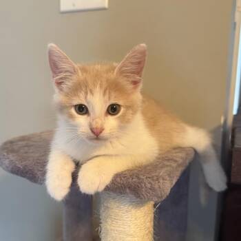 Cheddar -  Domestic Medium Hair Cat for Adoption in Seneca, South Carolina - Cheddar | PetCurious
