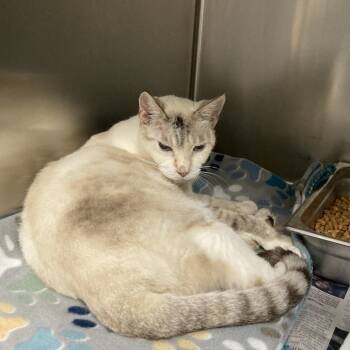 Rescue American Shorthair Cats for Adoption in Galveston, Texas - Kay | PetCurious