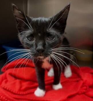 Stevie -  Domestic Short Hair Cat for Adoption in Ocala, Florida - Stevie | PetCurious