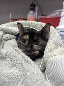 PRISCILLA -  Domestic Short Hair Cat for Adoption in Indianapolis, Indiana - PRISCILLA | PetCurious