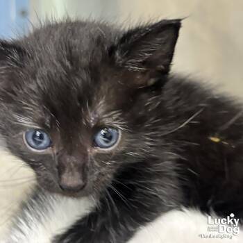 Domestic Short Hair Cats Available for Adoption in Washington, District Of Columbia - Goldie | PetCurious