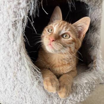 Domestic Short Hair Cats Available for Adoption - Ollie | PetCurious