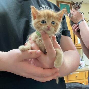River -  Domestic Short Hair Cat for Adoption in Monroe, Louisiana - River | PetCurious