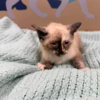 Banana in Parsonsburg, MD -  Domestic Short Hair Cat Available for Adoption - Banana In Parsonsburg, MD | PetCurious