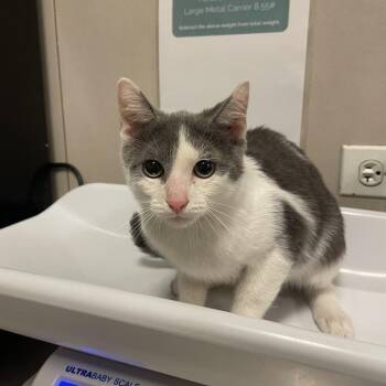 Light -  Domestic Medium Hair Cat for Adoption in Chicago, Illinois - Light | PetCurious