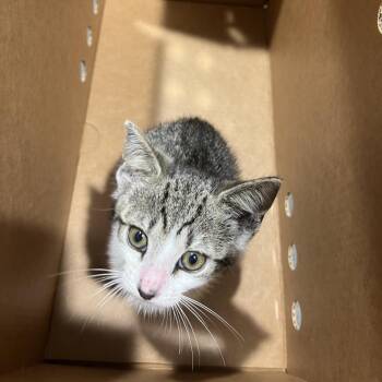 Mui Mui -  Domestic Short Hair Cat for Adoption in Tampa, Florida - Mui Mui | PetCurious