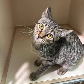 Lost Comet -  Domestic Short Hair Cat for Adoption in Winthrop, Maine - Lost Comet | PetCurious