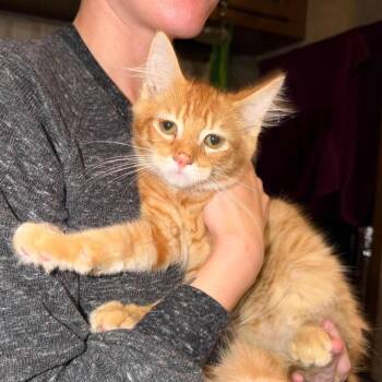Doc -  Domestic Long Hair Cat for Adoption in Mount Vernon, Arkansas - Doc | PetCurious