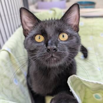 Chester -  Domestic Short Hair Cat for Adoption in St. Louis, Missouri - Chester | PetCurious