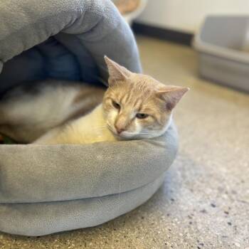 Domestic Short Hair Cats Available for Adoption - Maverick | PetCurious