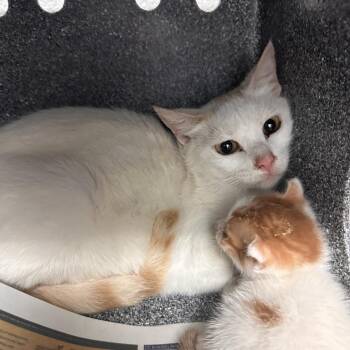 Domestic Short Hair Cats Available for Adoption in Edinburg, Texas - Seabiscuit | PetCurious