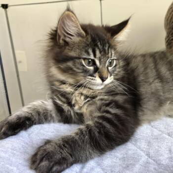 Tiramisu -  Domestic Long Hair Cat for Adoption in Fairfax Station, Virginia - Tiramisu | PetCurious