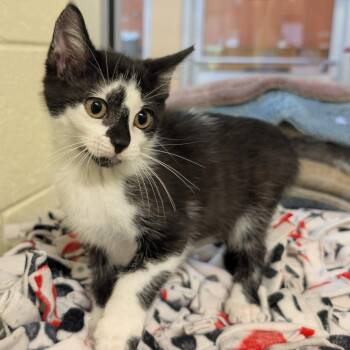 Domestic Short Hair Cats Available for Adoption - Belle | PetCurious