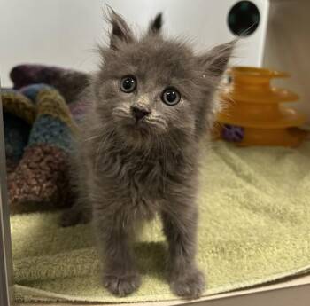 Earl Grey -  Domestic Medium Hair Cat for Adoption in Oakland, California - Earl Grey | PetCurious