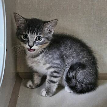 Ducky -  Domestic Short Hair Cat for Adoption in Conway, New Hampshire - Ducky | PetCurious