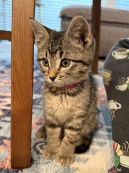 Domestic Short Hair Cats Available for Adoption - Sammy | PetCurious