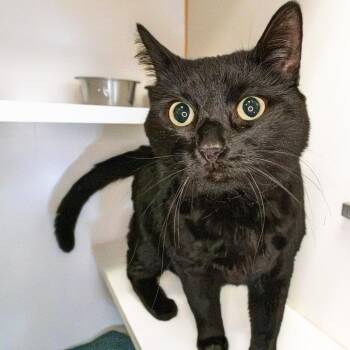 Nova -  Domestic Short Hair Cat for Adoption in South Elgin, Illinois - Nova | PetCurious