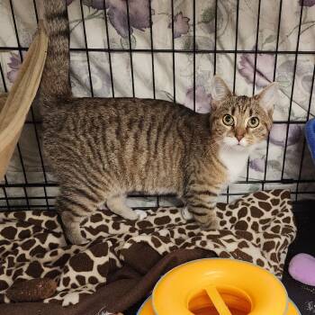 Rescue Domestic Short Hair Cats for Adoption in Monroe, Michigan - Cricket | PetCurious