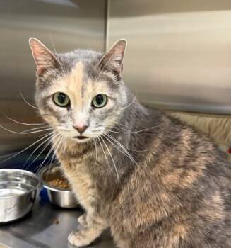 Rescue Domestic Short Hair Cats for Adoption in Kemp, Texas - Violet | PetCurious