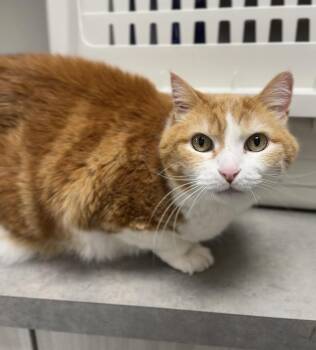 Domestic Short Hair Cats Available for Adoption in Bemidji, Minnesota - Jack | PetCurious