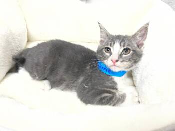 Tabby Cats Available for Adoption in Pasco, Washington - Carrie | PetCurious