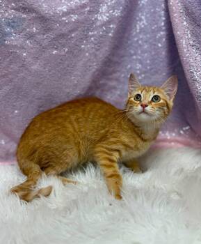 Porcelain -  Domestic Short Hair Cat for Adoption in Clarkesville, Georgia - Porcelain | PetCurious