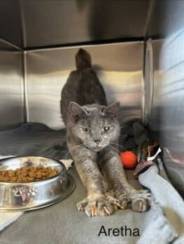 Domestic Short Hair Cats Available for Adoption - Aretha Franklin | PetCurious