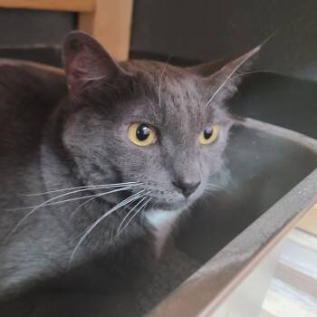 Rescue Domestic Short Hair Cats for Adoption in Las Vegas, Nevada - Stormy | PetCurious