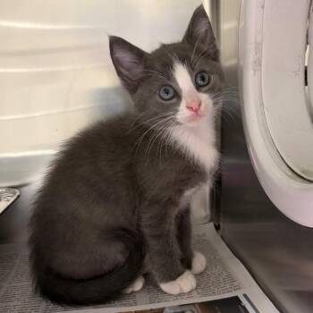 Domestic Short Hair Cats Available for Adoption in Milton, Florida - Troy | PetCurious