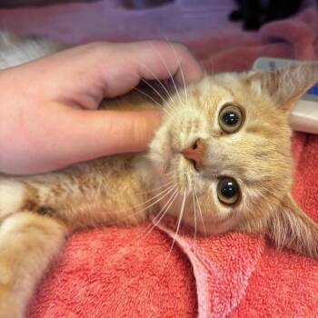 Cecily -  Domestic Short Hair Cat for Adoption in Bristol, Indiana - Cecily | PetCurious