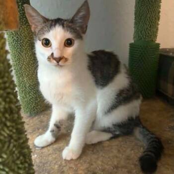 Domestic Short Hair Cats Available for Adoption in Warr Acres, Oklahoma - Hazel | PetCurious