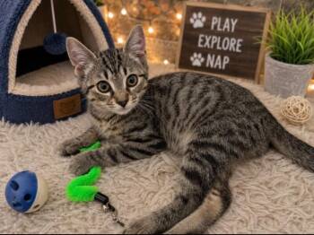 Ranger -  Domestic Short Hair Cat for Adoption in North Babylon, New York - Ranger | PetCurious