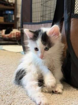 Domestic Long Hair and Domestic Short Hair Cats Available for Adoption in Fort Worth, Texas - Bizcocho | PetCurious