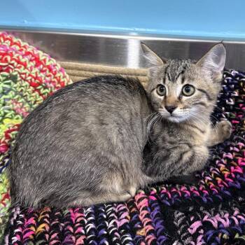 Bean -  Domestic Short Hair Cat for Adoption in Mount Vernon, Indiana - Bean | PetCurious
